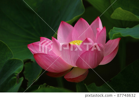 蓮花 87748632