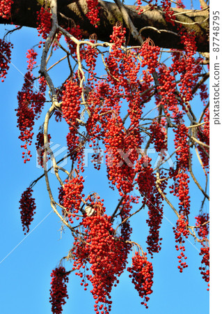 有落葉和只有水果的冬青圓形 87748795