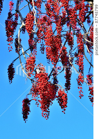 有落葉和只有水果的冬青圓形 87748799