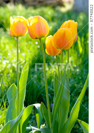 Beautiful light yellow tulips 87748822