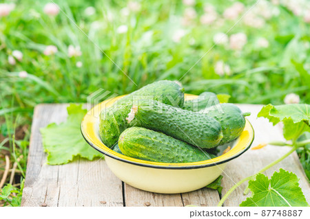 small crispy cucumbers 87748887