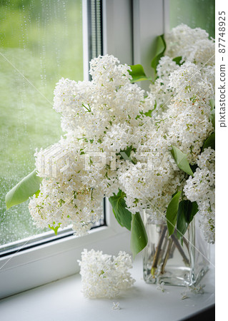 White Lilac flowers bouquet White Lilac flowers bouquet 87748925