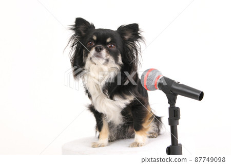 A long black coat Chihuahua proudly sitting in front of a toy stand microphone 87749098