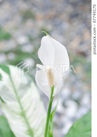 Spathiphyllum, monocotyledonous or Araceae or Spath or Lily Peace with white flower or dot Spathiphyllum Spathiphyllum, monocotyledonous or Araceae or Spath or Lily Peace with white flower or dot Spathiphyllum 87749179