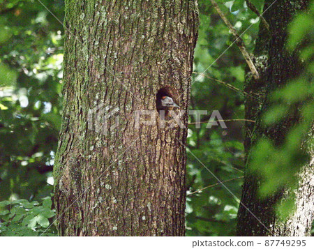Japanese green woodpecker chicks in a city park 87749295