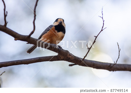 停在樹枝上休息的多變的山雀 87749514
