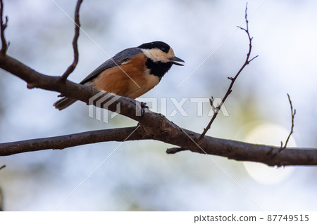 停在樹枝上休息的多變的山雀 87749515