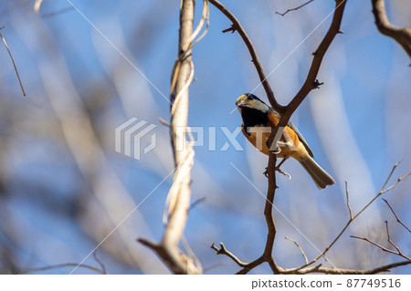Varied tit that stops on a twig and takes a rest 87749516