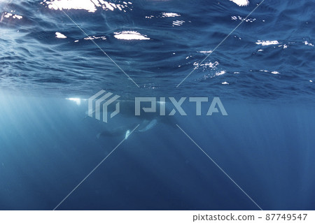 座頭鯨的父母和孩子 87749547