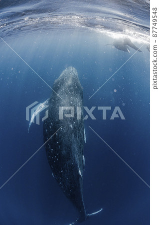 Parent and child of humpback whale 87749548