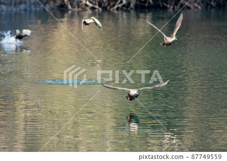 飛行卡拉馬托 87749559