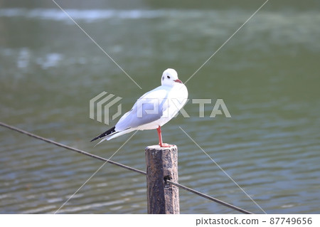 Black-headed gull of winter feathers 87749656