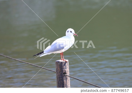 Black-headed gull of winter feathers 87749657