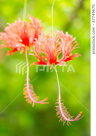紅芙蓉 Shoeblackplant 的特寫鏡頭 紅芙蓉 Shoeblackplant 的特寫鏡頭 87749670