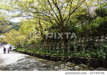 日本大阪箕尾市勝尾寺排成一排的石燈籠 日本大阪箕尾市勝尾寺排成一排的石燈籠 87749746