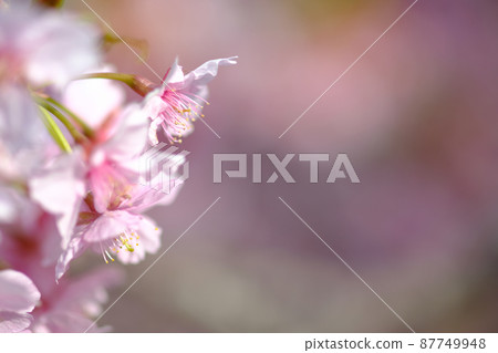 Spring image Kawazu Sakura Spring image Kawazu Sakura 87749948