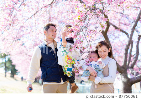 Family photo cherry blossom viewing Family photo cherry blossom viewing 87750061
