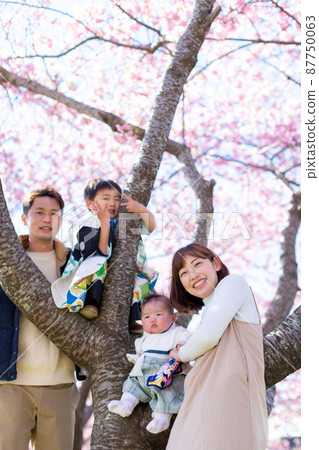 觀賞全家福櫻花 87750063