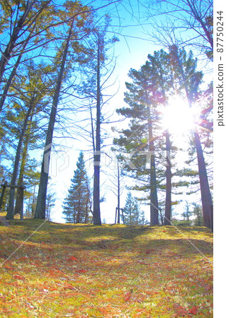 (Hyogo Prefecture) Sanda City Gakuen Nishi Park Standing trees in winter (Hyogo Prefecture) Sanda City Gakuen Nishi Park Standing trees in winter 87750244