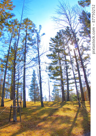 (Hyogo Prefecture) Sanda City Gakuen Nishi Park Standing trees in winter 87750252