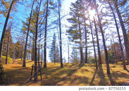 (Hyogo Prefecture) Sanda City Gakuen Nishi Park Standing trees in winter (Hyogo Prefecture) Sanda City Gakuen Nishi Park Standing trees in winter 87750255