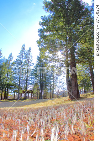 （兵庫縣）三田市學園西公園 透過針葉林的陽光 87750274