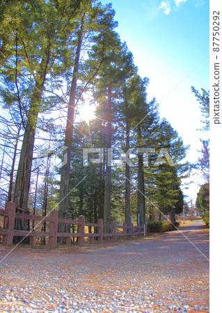 (Hyogo Prefecture) Gakuen Nishi Park, Sanda City Sunbeams through coniferous forest 87750292