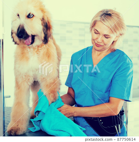 mature woman hairdresser wipes puppy of Afghan hound in hairdresser for dogs 87750614