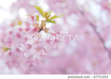 春天在京都淀水道拍攝的河津櫻花 春天在京都淀水道拍攝的河津櫻花 87751891