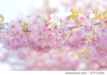 Kawazu cherry blossom petals swaying in the breeze in the spring sunshine 87751994