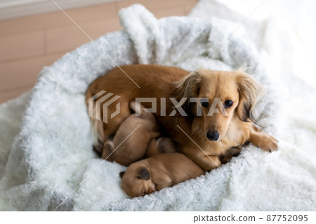 Parent-child dachshund puppy Kaninhen dachshund Parent-child dachshund puppy Kaninhen dachshund 87752095