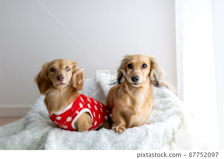 Two Kaninhen Dachshunds 87752097
