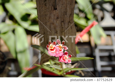 Dancing-lady orchid with trunk of tree. Dancing-lady orchid with trunk of tree. 87752629