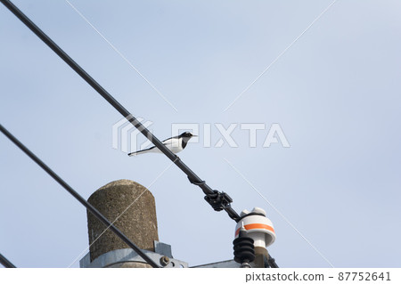 日本鷓鴣棲息在電線上 87752641