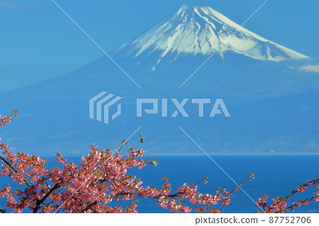 Ita, Numazu City, Shizuoka Prefecture, near Mhojin Pond, a view of early blooming Kawazu cherry blossoms on the slope and white-eye dancing on Mt. Fuji with snow makeup 87752706