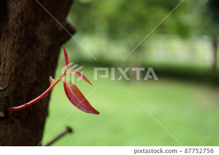 Young leaves of cinnamon. Young leaves of cinnamon. 87752756