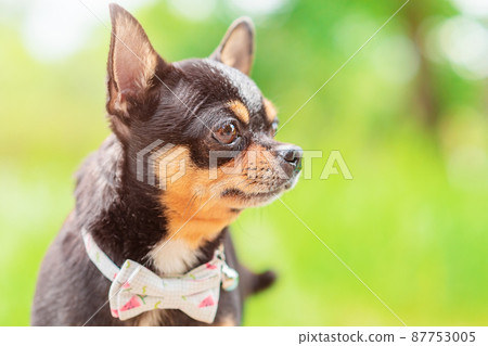 Chihuahua dog profile on a green blurred background. Black dog. Chihuahua profile. 87753005