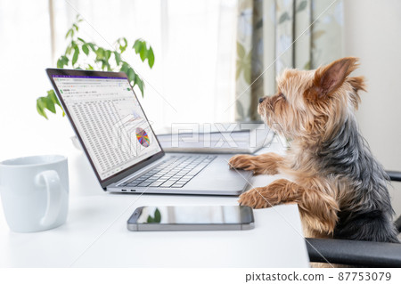 擬人化的。約克夏犬在電腦上工作 87753079
