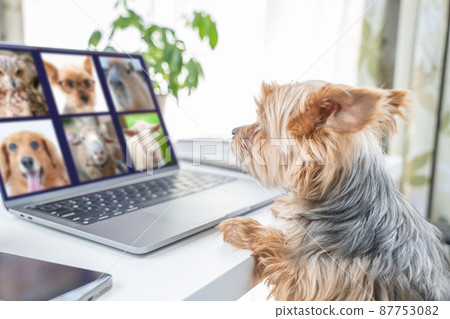 Anthropomorphic. Yorkshire terrier during remote meeting 87753082