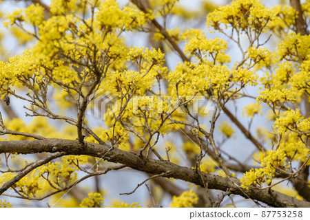 Yellow sanshui flowers Yellow sanshui flowers 87753258