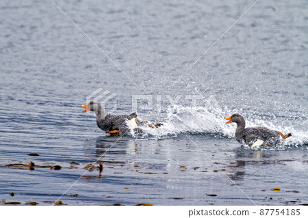 Flying Steamer Ducks flying in Beagle Channel Flying Steamer Ducks flying in Beagle Channel 87754185