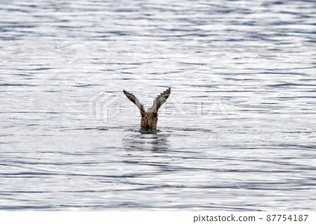 Eagle flying and fishing in Beagle Channel 87754187