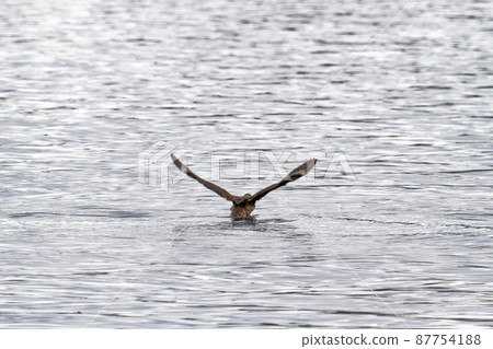 Eagle flying and fishing in Beagle Channel 87754188