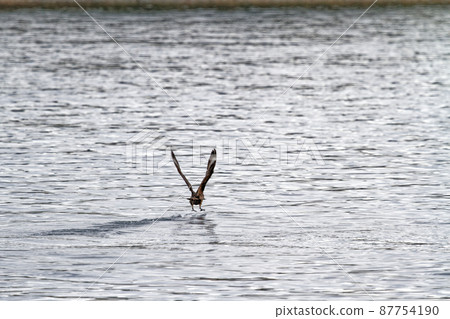 Eagle flying and fishing in Beagle Channel Eagle flying and fishing in Beagle Channel 87754190