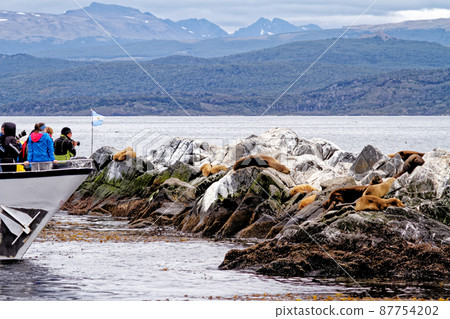 Seals and sea lions watching, Beagle Channel - Argentina 87754202