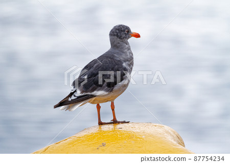 Dolphin gulls in Ushuaia - Argentina Dolphin gulls in Ushuaia - Argentina 87754234