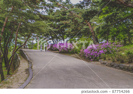 Two people walking on the flower path of Changgyeonggung Palace 87754266