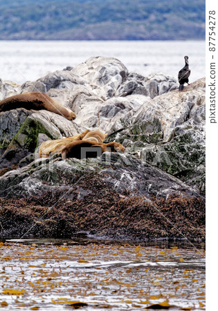 Cormorants, Seals and sea lions, Beagle Channel - Argentina 87754278
