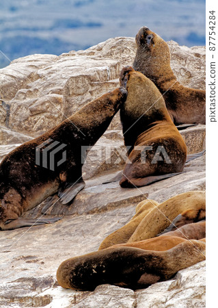 Seals and sea lions, Beagle Channel - Argentina 87754284