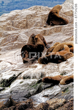 Seals and sea lions, Beagle Channel - Argentina 87754286